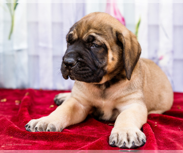 Medium Photo #1 Mastiff Puppy For Sale in WAKARUSA, IN, USA