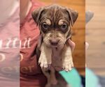 Small #29 Mutt