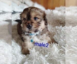 Maltese-Silky Cocker Mix Puppy for sale in WOBURN, MA, USA