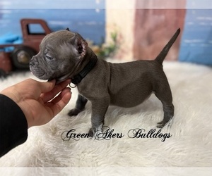 American Bully Puppy for sale in OOLOGAH, OK, USA