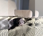 Puppy Pancake Cocker Spaniel