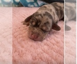 Small Photo #3 Dachshund Puppy For Sale in DENHAM SPRINGS, LA, USA