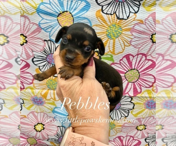Medium Photo #1 Dachshund Puppy For Sale in WINNSBORO, LA, USA
