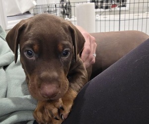 Doberman Pinscher Puppy for sale in SPRINGFIELD, TN, USA