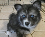 Puppy Sable Pomsky