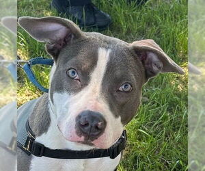 Mutt Dogs for adoption in Canton, CT, USA