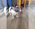 Small Photo #12 French Bulldog Puppy For Sale in CLINTON, IA, USA