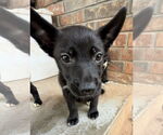 Small #1 Labrador Retriever Mix
