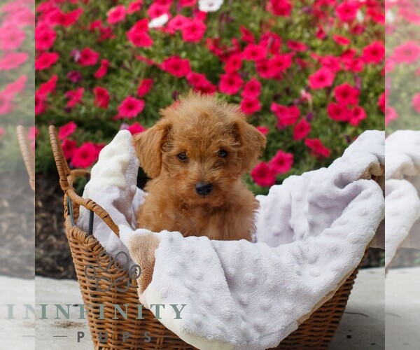 Medium Photo #3 Goldendoodle (Miniature) Puppy For Sale in OXFORD, PA, USA