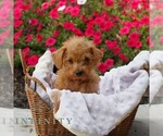 Small #2 Goldendoodle (Miniature)