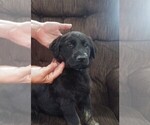 Small #4 Golden Shepherd