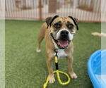 Small #1 American Pit Bull Terrier Mix