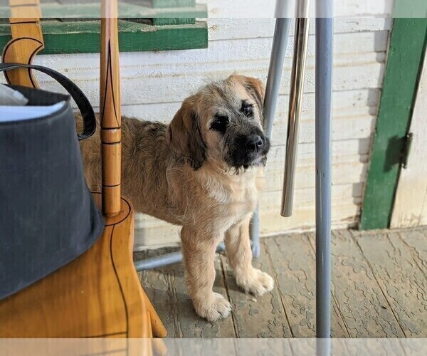 Medium Photo #6 Saint Berdoodle Puppy For Sale in PEACH BOTTOM, PA, USA
