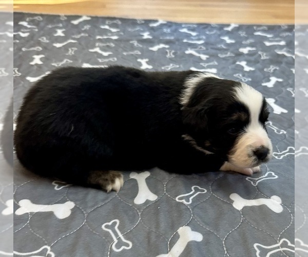 Medium Photo #11 Australian Shepherd Puppy For Sale in SALISBURY, NC, USA
