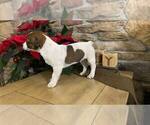 Small Photo #3 Jack Russell Terrier Puppy For Sale in ORRVILLE, OH, USA