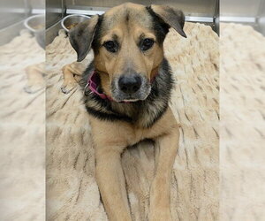 German Shepherd Dog-Unknown Mix Dogs for adoption in Fort Lauderdale, FL, USA