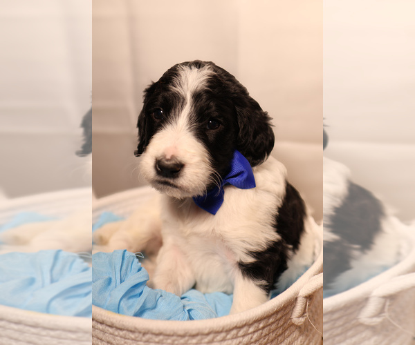 Medium Photo #28 Goldendoodle Puppy For Sale in MIAMI, FL, USA
