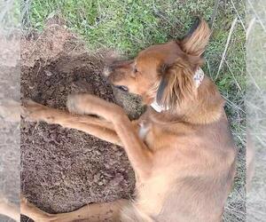 Shylo - Male Irish Setter-Unknown Mix Dog for Adoption - Photo #13