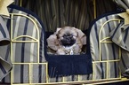 Small Photo #38 Shih Tzu Puppy For Sale in HAYWARD, CA, USA
