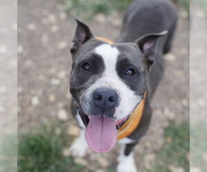 American Staffordshire Terrier-Unknown Mix Dogs for adoption in San Antonio, TX, USA