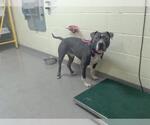 Small American Pit Bull Terrier