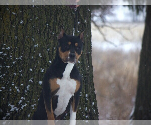 Medium Photo #1 American Staffordshire Terrier Puppy For Sale in STOCKBRIDGE, MI, USA
