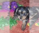 Puppy Jade Yorkshire Terrier