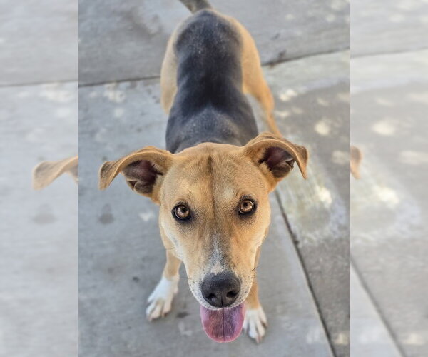 Medium Photo #11 Beagle-German Shepherd Dog Mix Puppy For Sale in Lakewood, CO, USA