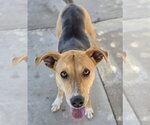 Small Photo #11 Beagle-German Shepherd Dog Mix Puppy For Sale in Lakewood, CO, USA