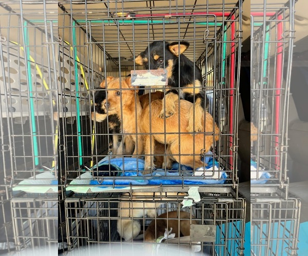 Medium Photo #2 Chihuahua-Unknown Mix Puppy For Sale in Grafton, WI, USA