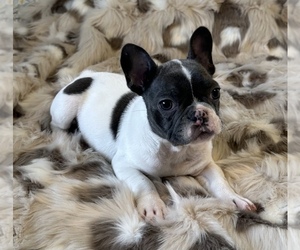 French Bulldog Puppy for Sale in TRACYS LANDING, Maryland USA