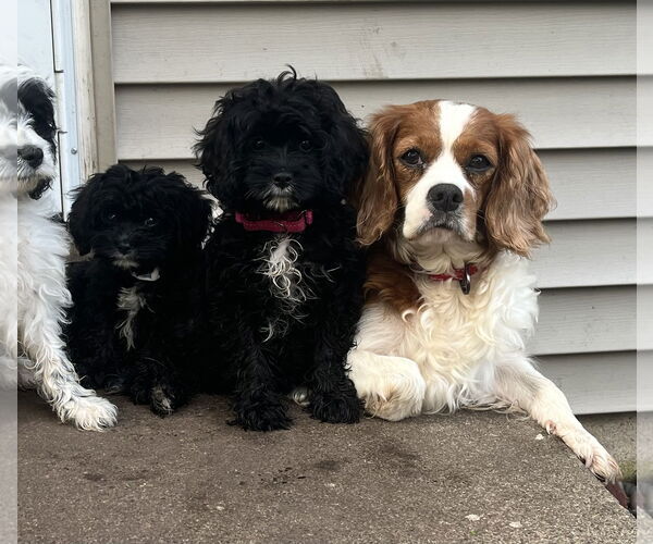 Medium Photo #5 Cavalier King Charles Spaniel Puppy For Sale in Brooklyn Center, MN, USA