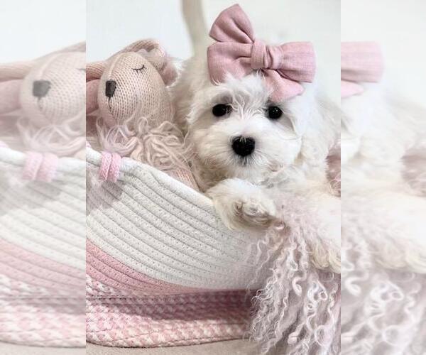 Medium Photo #19 Maltese Puppy For Sale in DELRAY BEACH, FL, USA