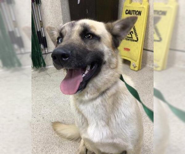 Medium Photo #1 German Shepherd Dog-Unknown Mix Puppy For Sale in Riverside, CA, USA