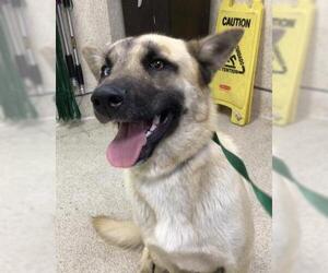 German Shepherd Dog-Unknown Mix Dogs for adoption in Riverside, CA, USA