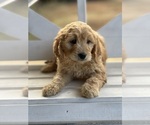 Small Photo #4 Goldendoodle (Miniature) Puppy For Sale in SOUTH BOSTON, VA, USA