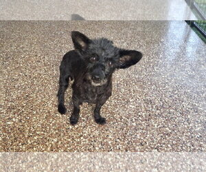 Toxirn Dogs for adoption in Spring, TX, USA