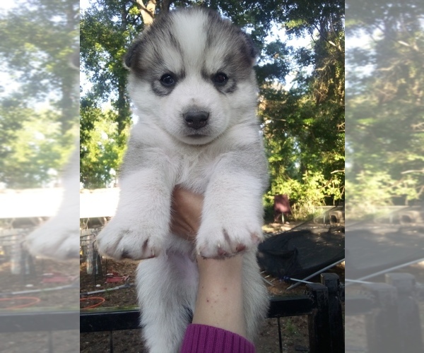 Medium Photo #1 Siberian Husky Puppy For Sale in FLORENCE, SC, USA