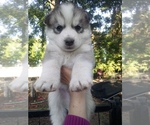 Image preview for Ad Listing. Nickname: SIBERIAN