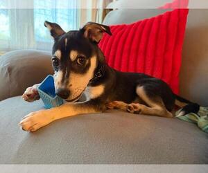 Chihuahua-Unknown Mix Dogs for adoption in Coldwater, MI, USA