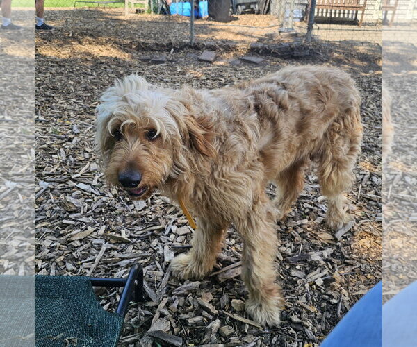 Medium Photo #6 Golden Retriever Puppy For Sale in Bloomingdale, NJ, USA