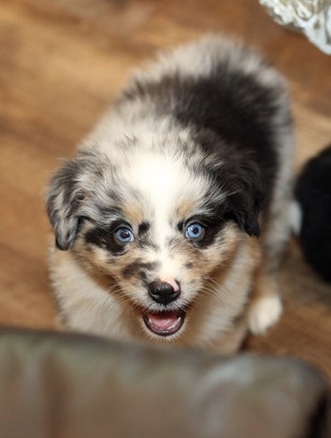 Medium Photo #1 Australian Shepherd Puppy For Sale in DACULA, GA, USA