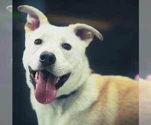 Byron - Male Labsky Dog for Adoption - Photo #2