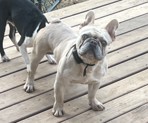 French Bulldog Dog for Adoption in NEWNAN, Georgia USA