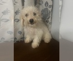 Small #46 Cavapoo-Poodle (Miniature) Mix