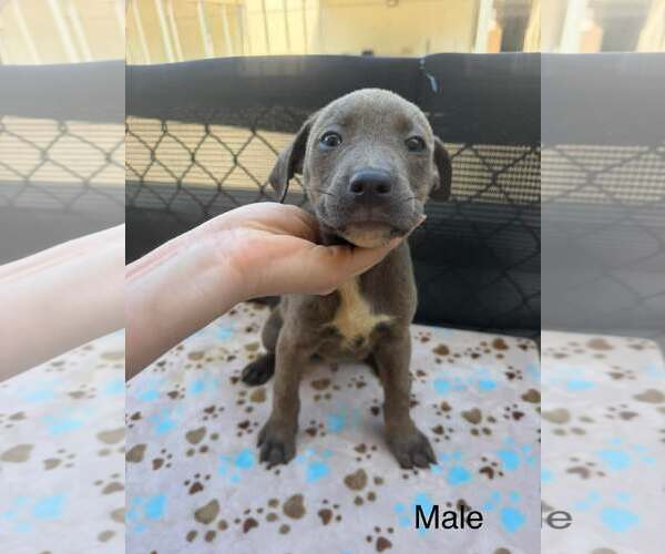 Medium Photo #2 Labrador Retriever-Unknown Mix Puppy For Sale in SHERBURNE, NY, USA