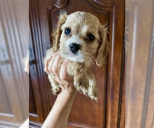 Cavalier King Charles Spaniel Puppy for sale in CENTURIA, WI, USA