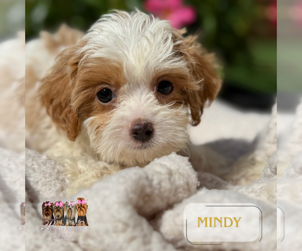Medium Photo #3 Cavapoo Puppy For Sale in ADDISON, IL, USA