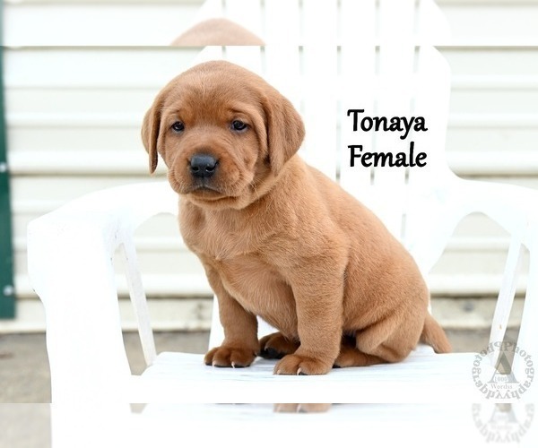 Medium Photo #42 Labrador Retriever Puppy For Sale in DAYTON, VA, USA