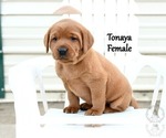 Small Photo #42 Labrador Retriever Puppy For Sale in DAYTON, VA, USA